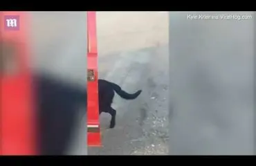 Kateissa ollut Bo-koira palasi kotiin, toisen koiran ja vuohen kanssa - video!