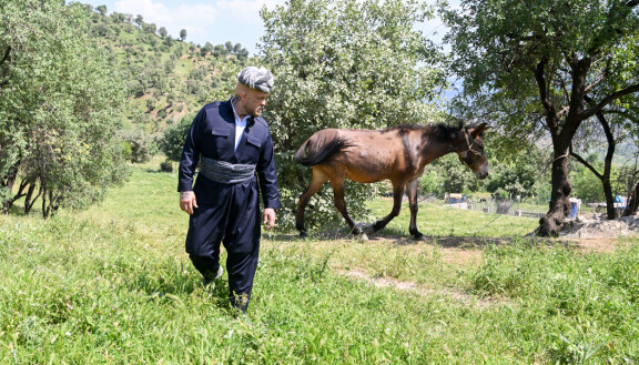 Immu kokeili taitojaan myös hevosten paimentamisessa.