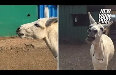 Laulavasta aasista povataan uutta Lady Gagaa - katso video!