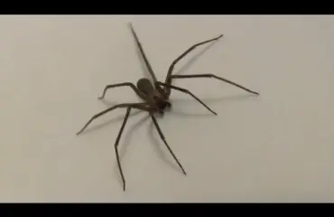Tappava hämähäkkilaji valtasi georgialaisen naisen kodin: "Talo pitäisi polttaa" - video!
