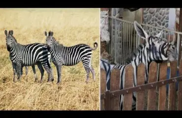 Eläintarha maalasi aaseille raidat huijatakseen kävijöitä - video!