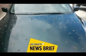 Karmeaa! Taivaalta satoi ulostetta ihmisten niskaan - kymmeniä uhreja! Katso video!
