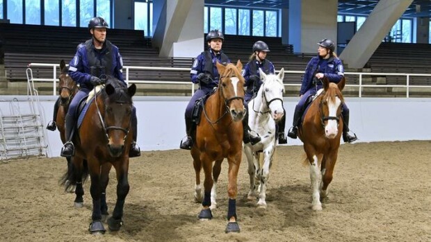 Kaviokonstaapelit ovat valvoneet järjestystä Helsingissä jo 140 vuotta – tällaisia ominaisuuksia poliisihevosilta vaaditaan Ratsupoliisi