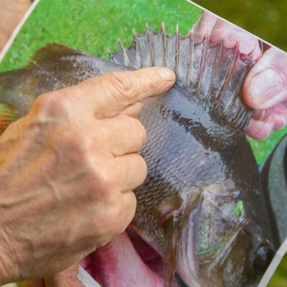 Matti nostaa ahvenen järvestä ja ottaa selkäevästä valokuvan. Kuvasta hän voi rauhassa tulkita sään. Matti nostaa ahvenen järvestä ja ottaa selkäevästä valokuvan. Kuvasta hän voi rauhassa tulkita sään.