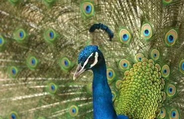 Riikinkukko vaihtoi turvalliset kotiolot elämään villikalkkunoiden kanssa - omistajat hädissään: Miten sen pikkuääliön saisi kiinni?!