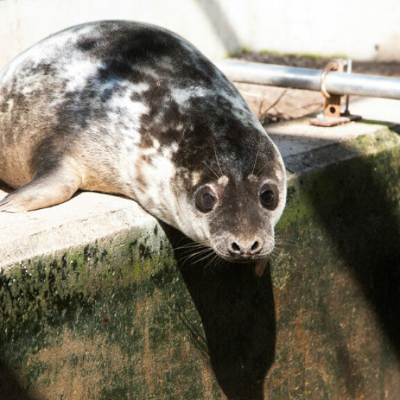 Vuosittain Korkeasaaren villieläinsairaalaan viedään 2–6 kuuttia hoidettavaksi. Vuosittain Korkeasaaren villieläinsairaalaan viedään 2–6 kuuttia hoidettavaksi.