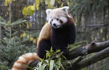 Pim pim -panda hämmästelee uutta tyttöystäväänsä – Korkeasaari alkaa Nelosella