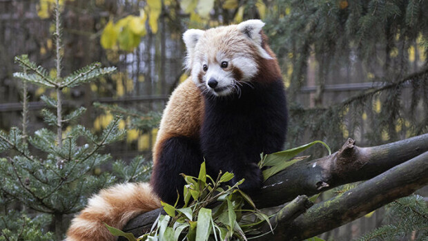 Pim pim -panda hämmästelee uutta tyttöystäväänsä – Korkeasaari alkaa Nelosella Korkeasaari