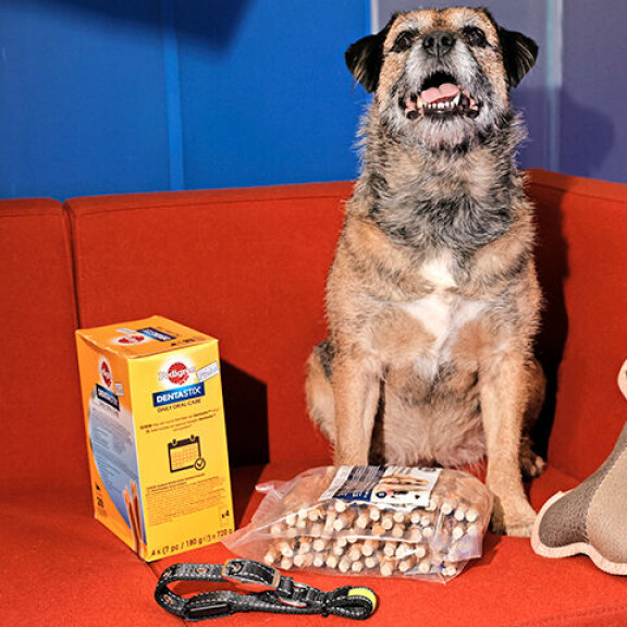 Säämies Pekka Pouta ja Sini-koira jakavat yhteisen työpaikan ja kotisohvan! Sini