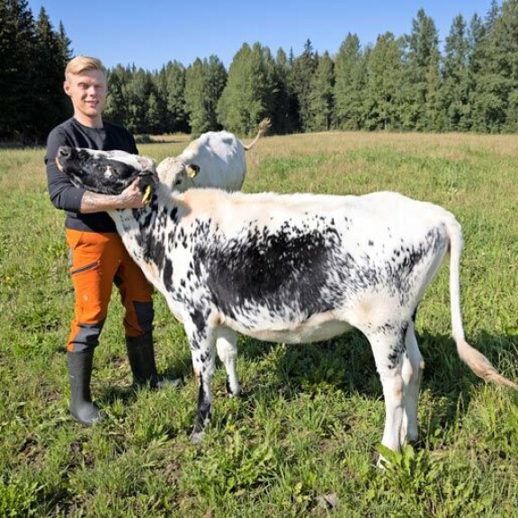 Aki Samuli rakastaa lehmiä. Tango-hieho (kuvassa) ja Täysikuu-sonni ovat Akin ja hänen koulukavereidensa yhteisesti omistamia. – Minulla on tosi kivat luokkakaverit, Aki kehuu Keudan Saaren kartanon fiilistä. Aki Samuli rakastaa lehmiä. Tango-hieho (kuvassa) ja Täysikuu-sonni ovat Akin ja hänen koulukavereidensa yhteisesti omistamia. – Minulla on tosi kivat luokkakaverit, Aki kehuu Keudan Saaren kartanon fiilistä.