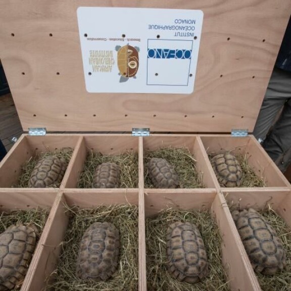 Kilpikonnat pakattiin tiiviisti. Pehmusteena niillä oli kuivaa heinää. Konnat