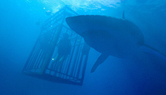 47 Meters Down