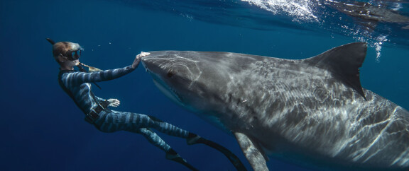 Ocean Ramsey herättää sekä ihastusta että arvostelua haivideoillaan.