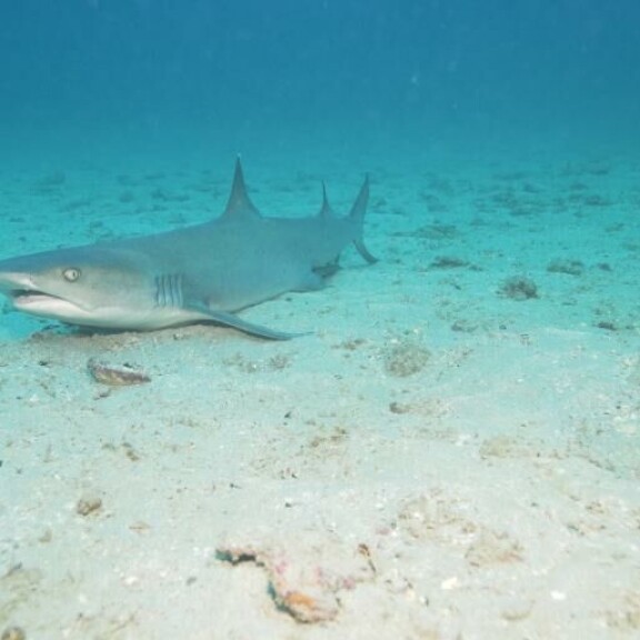 Costa Ricassa voi nähdä esimerkiksi riuttahaita. Hai
