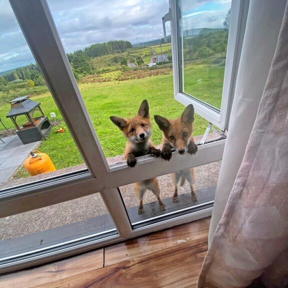 Orvoiksi jääneet Foxy ja sen veli saapuivat vain parikuisina irlantilasnaisen kotipihalle. Orvoiksi jääneet Foxy ja sen veli saapuivat vain parikuisina irlantilasnaisen kotipihalle.