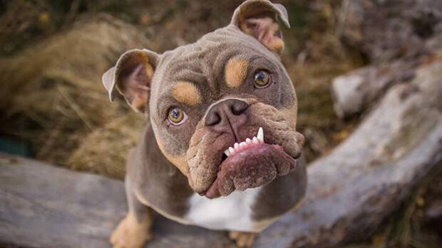 Bulldoggi kävi kasvojenkohotuksessa Bulldog (Tuna)