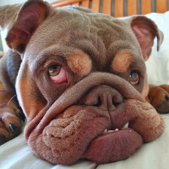 Tuna ennen 'kasvojenkohotusta'. Bulldog (Tuna)