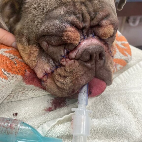 Tuna heti operaation jälkeen. Bulldog (Tuna)