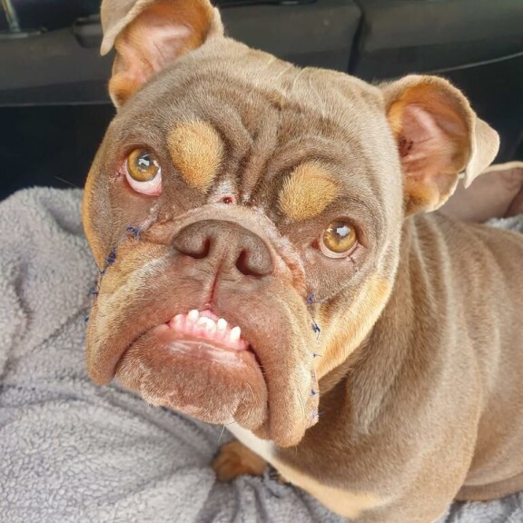 Tuna on onnellisempi leikkauksen jälkeen. Bulldog (Tuna)