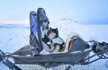 Tässä ovat ikimuistoisimmat suomalaiset tv-koirat