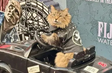 Kissa varasti show'n punaisella matolla