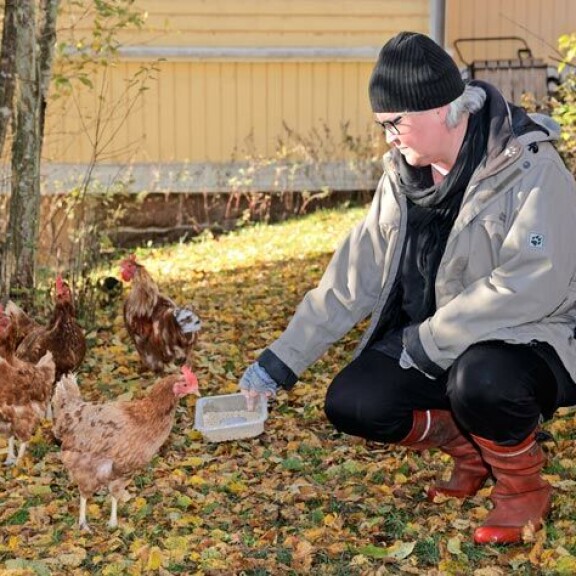 Piian kotkotukset tuottavat herkullisia kananmunia ruokapöytään. Piian kotkotukset tuottavat herkullisia kananmunia ruokapöytään.