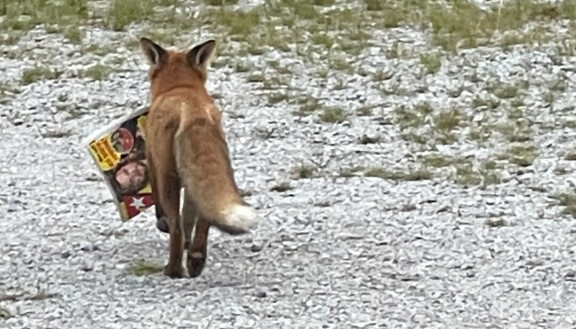 Seiskan vohkinut repolainen tallentui Mariannen kuviin.