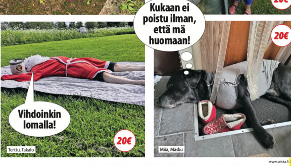 Mariannen ystävä lähetti ihastuttavan kuvan Leevi-koirastaan Seiskalle ja tienasi 20 euroa.