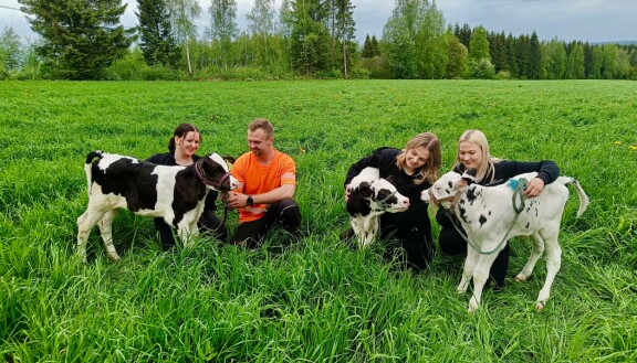 Maajussi-Perttu ja hänen puolisoehdokkaansa Emilia, Aada ja Anni. Maajussille morsian: Perttu ja puolisoehdokkaat lehmien laidunmaalla.