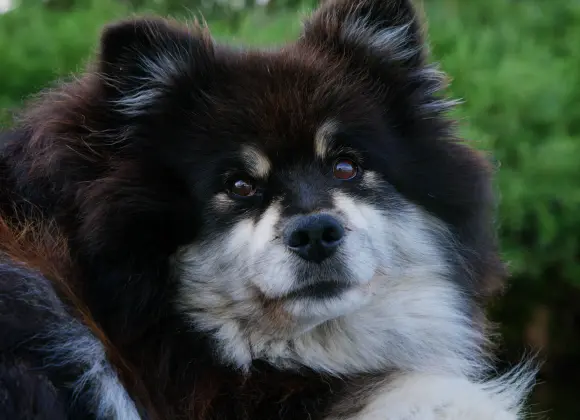 Äijä-koiran terveys herättää huolta – tämä on tilanne nyt