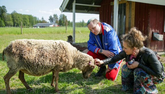 Elisa hakee läheisyyttä lampaalta. Ensitreffit alttarilla Matti, Elisa, herra lammas