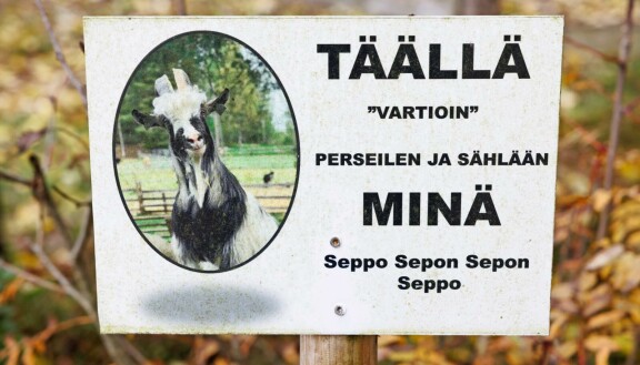 Seppo on varsinainen sählääjä.