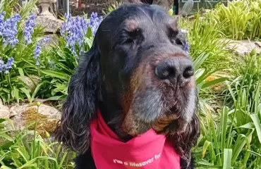 Tämä koira teki maailmanennätyksen – hurja suoritus!