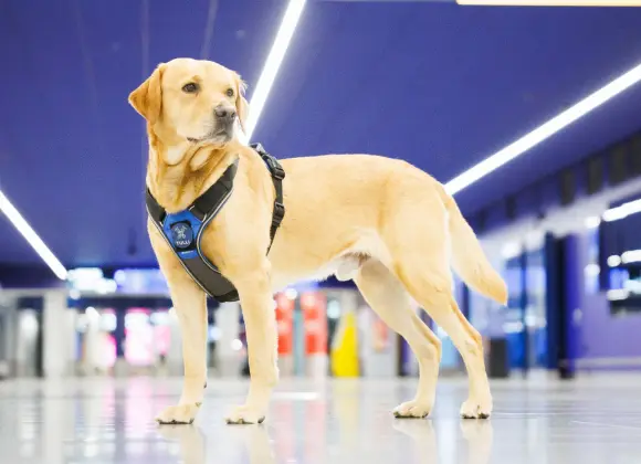 Tullikoira Rico teki hurjan löydön lentokentällä