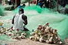 Gambialainen kalastaja valmistelemassa kalaverkkoja Gambian Tanji Beachilla.