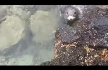 Veistä heiluttava hylje säikytteli ihmisiä Havaijilla - katso video!