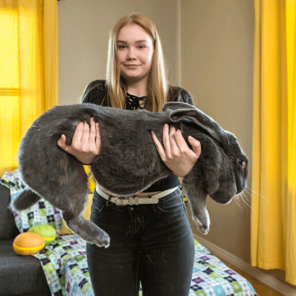 Tämä kuva kertoo kaiken oleellisen Big Maman koosta. On se melkoinen vemmelsääri! Kuvassa Suomen kenties suurinta pupua pitelee käsissään Siina Karvinen. Tämä kuva kertoo kaiken oleellisen Big Maman koosta. On se melkoinen vemmelsääri! Kuvassa Suomen kenties suurinta pupua pitelee käsissään Siina Karvinen.