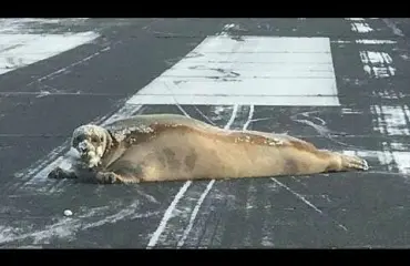 Kääk, hylje tukki kiitotien Alaskassa - katso viraaliksi mennyt hellyyttävä video!