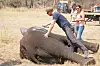 Harry on tehnyt pitkään yhteistyötä African Parks -järjestön kanssa. Kensingtonin palatsi julkaisi kuvan elefanttien siirtoprojektista vuonna 2016.