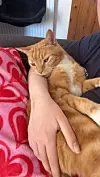 Arthurin tarina nousi otsikoihin, kun Sophie kertoi siitä TikTokissa. Video keräsi miljoonia tykkäyksiä.