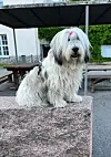 Irma on polski owczarek nizinny, joka on vanha puolalainen paimenkoirarotu.