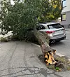 Lukija kertoo, että vaikka puu näyttikin terveeltä, paljastui kaatumisen seurauksena höttöinen sisälmys.