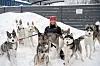 Annimari kisaa koiriensa kanssa muun muassa koiravaljakkoajelussa.