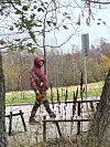 Kuvassa MTV:n meteorologi ulkoiluttaa koiriaan.