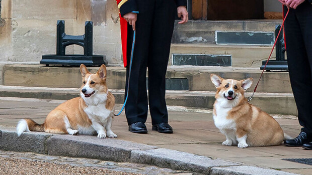 Uutta tietoa kuningattaren kuolinhetkestä - lemmikkikoirat pysyivät Elisabetin vierellä viimeiseen henkäykseen Sandy ja Muick