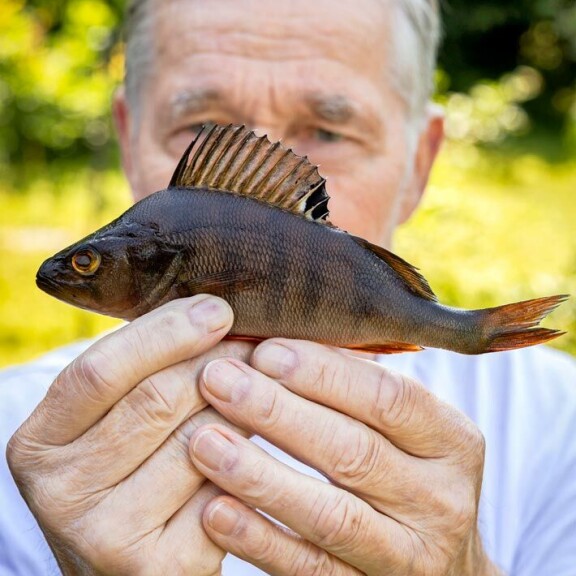 Kutuahvenen selkäevästä säätä povaava mäntyharjulainen Matti Paasonen kertoo nyt Seiskalle syksyn ilmat ja paljastaa, paljonko jouluna on lunta. Kutuahvenen selkäevästä säätä povaava mäntyharjulainen Matti Paasonen kertoo nyt Seiskalle syksyn ilmat ja paljastaa, paljonko jouluna on lunta.