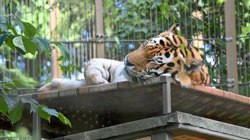 Korkeasaaren tiikerit saivat lisääntymisluvan – ”heiluttavat peittoa”  kaikkien nähden | Seiska