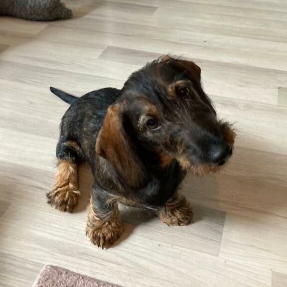 Näyttelijän mäyräkoiran nimi on Olga.Rakas Nancy-terrieri kuoli alkuvuodesta 17-vuotiaana. Näyttelijän mäyräkoiran nimi on Olga.Rakas Nancy-terrieri kuoli alkuvuodesta 17-vuotiaana.