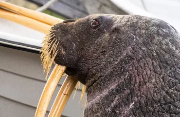 Kotkalaismies pakeni mursua Tallinnaan - havaitsi otuksen vasta kolmannella ulkoilullaan 