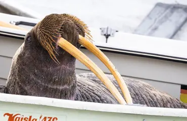 Surullinen uutinen! Julkkikseksi noussut mursu menehtyi
